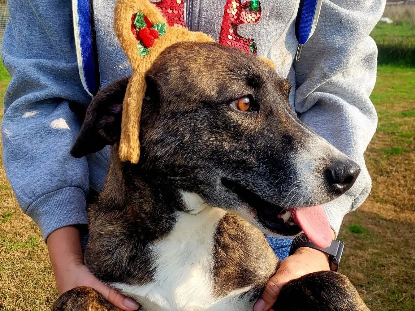 Adotta un cane, femmina, 3 anni e 11 mesi, Latina
