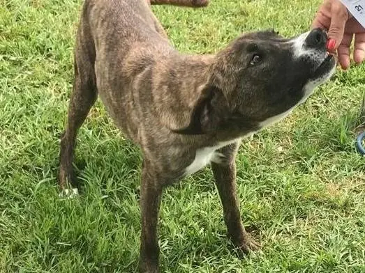 Adotta il cane Zoom a Latina