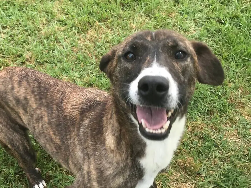 Adozione cane, femmina, Razza sconosciuta Razza sconosciuta, 3 anni e 11 mesi, taglia media contenuta, Latina