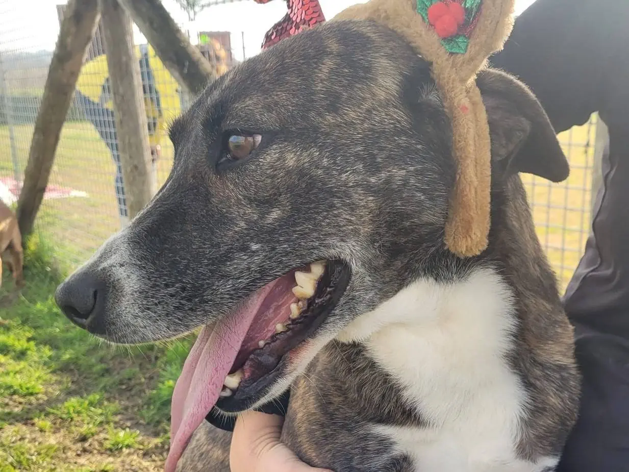 Adotta un cane, taglia media contenuta, femmina, Latina