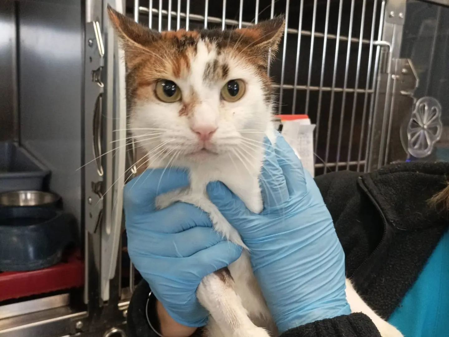 Adozione gatto, femmina, Razza sconosciuta Razza sconosciuta, 1 anno e 9 mesi, taglia non valida, Latina