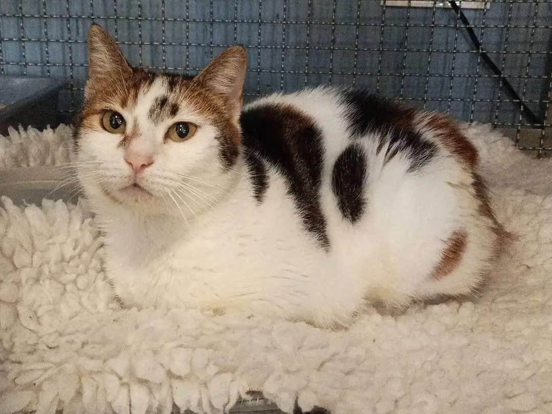 Adotta un gatto, taglia non valida, femmina, Latina