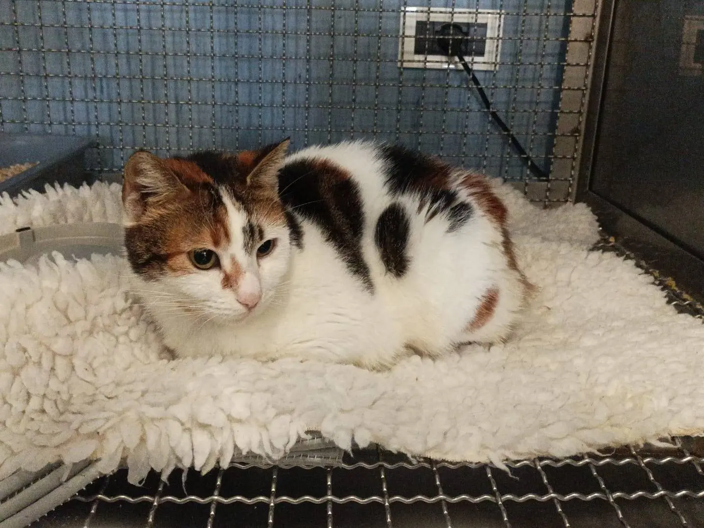 Adotta un gatto, femmina, 1 anno e 9 mesi, Latina