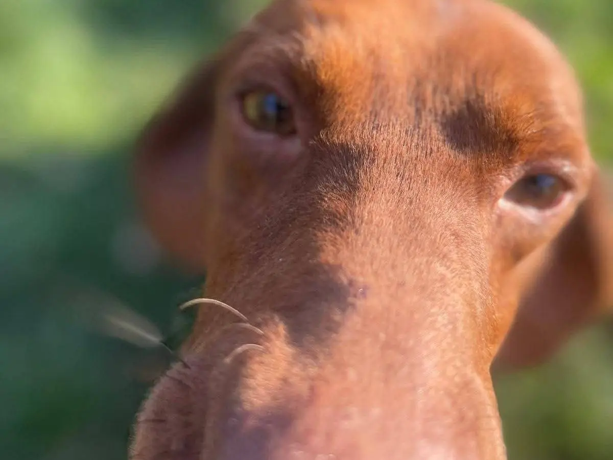 Adozione cane, maschio, Razza sconosciuta Razza sconosciuta, 1 anno e 9 mesi, taglia media contenuta, Frosinone