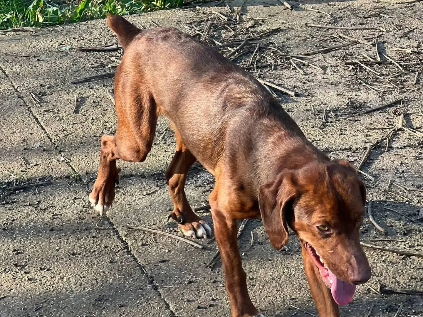 Adotta il cane Gogò a Frosinone