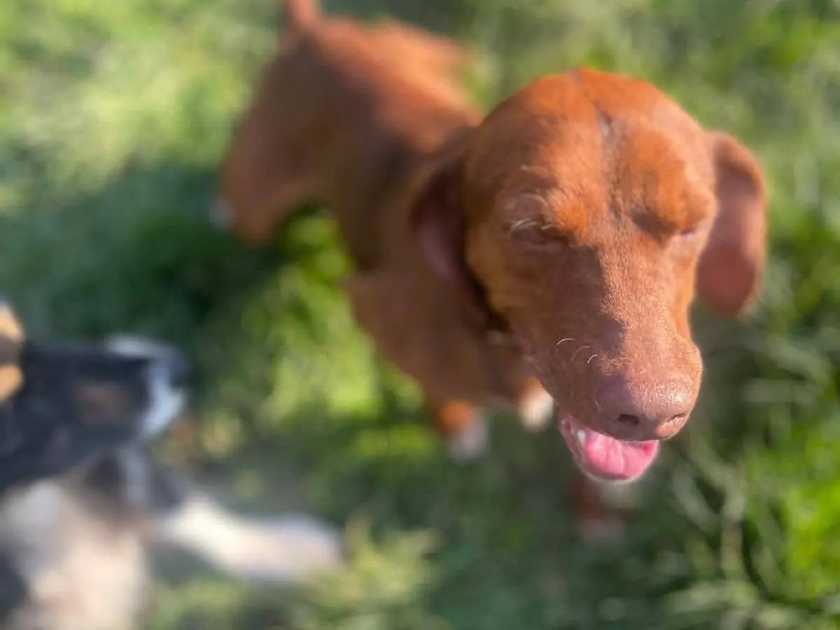 Adotta un cane, maschio, 1 anno e 9 mesi, Frosinone