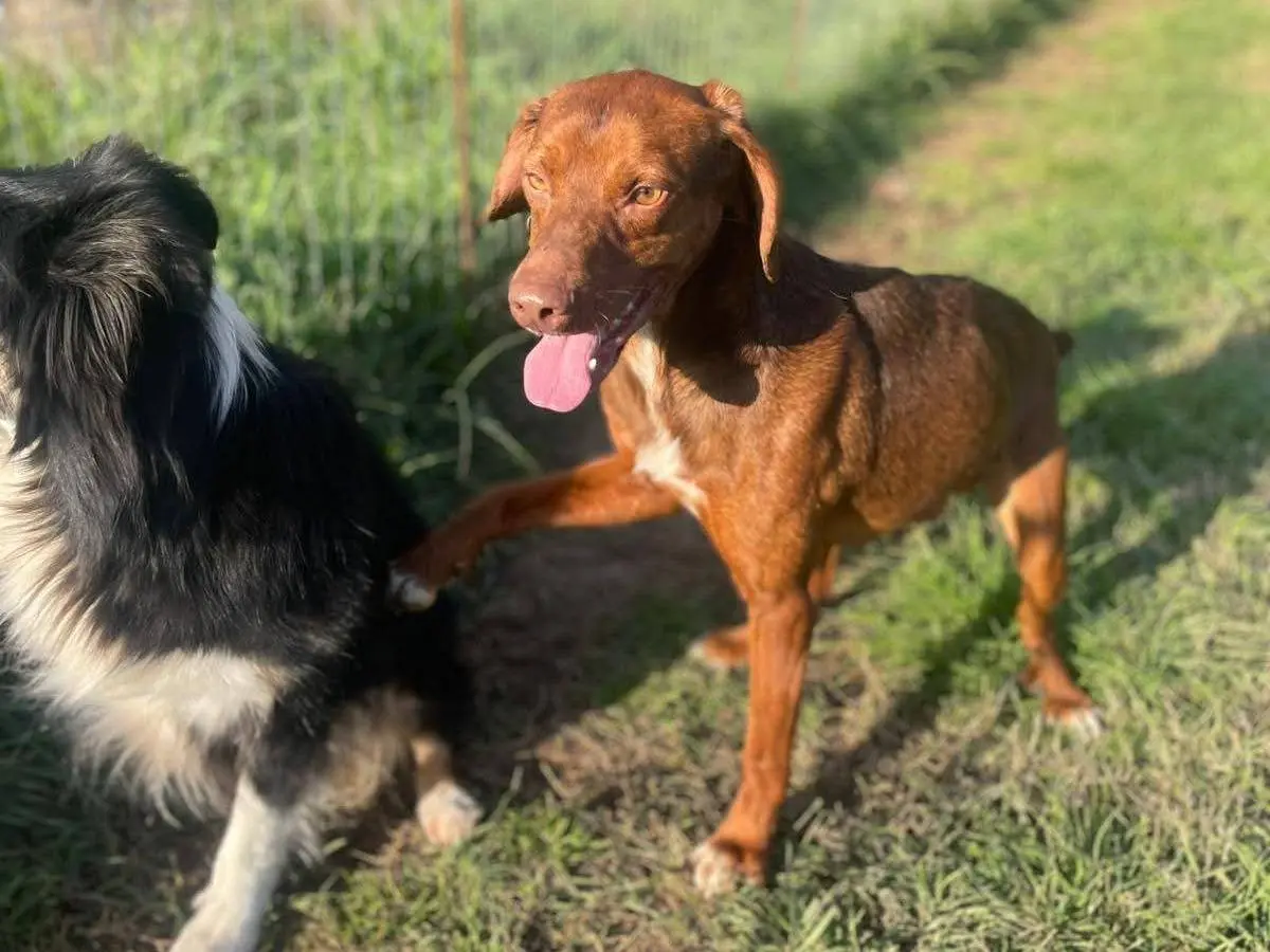Adotta un cane, taglia media contenuta, maschio, Frosinone