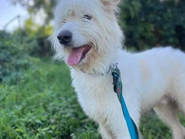 Adotta un cane, maschio, 6 anni e 4 mesi, Napoli