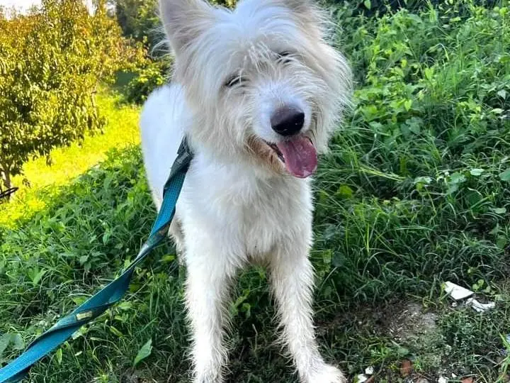Adozione cane, maschio, meticcio, 6 anni e 4 mesi, taglia grande, Napoli