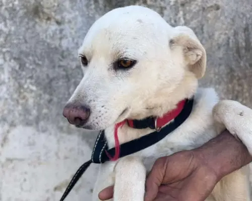 Adozione cane, maschio, meticcio, 5 anni e 9 mesi, taglia media, Milano