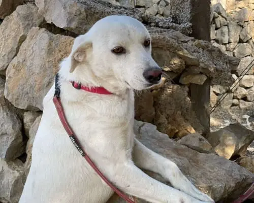 Adotta il cane LUFFY a Milano