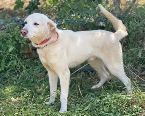 Adotta un cane, maschio, 5 anni e 9 mesi, Milano