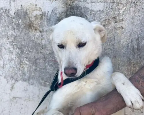Adotta un cane, taglia media, maschio, Milano