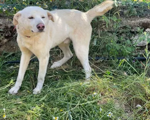 Vuoi adottare un cane a Milano?
