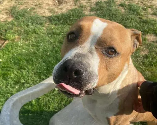 Adotta un cane, femmina, 8 anni e 9 mesi, Bergamo