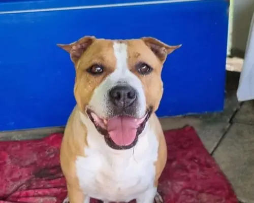 Adozione cane, femmina, meticcio, 8 anni e 9 mesi, taglia media, Bergamo