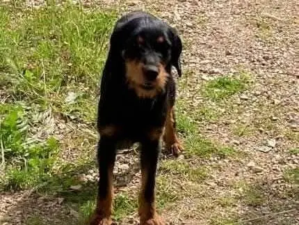 Adozione cane, maschio, Razza sconosciuta Razza sconosciuta, 2 anni e 9 mesi, taglia media contenuta, Frosinone