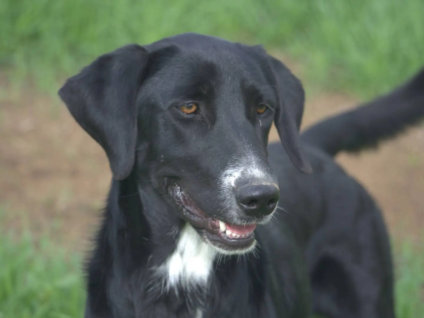 Adotta un cane, femmina, 5 anni e 9 mesi, Roma