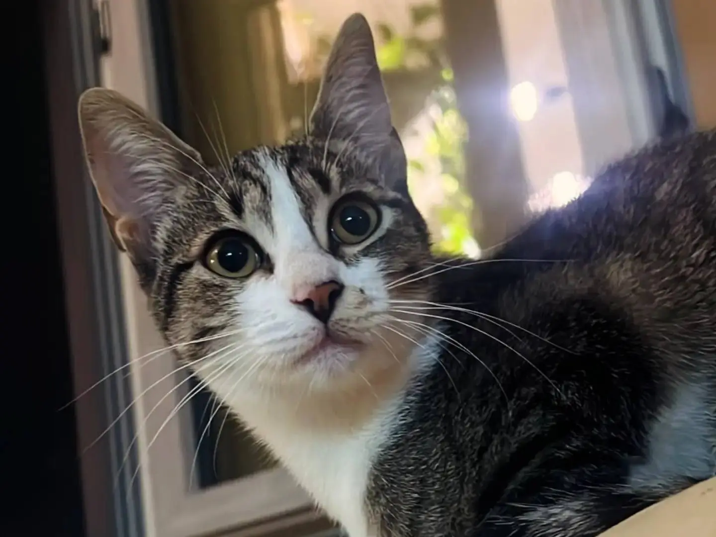 Adozione gatto, femmina, Razza sconosciuta Razza sconosciuta, 5 mesi, taglia non valida, Chieti