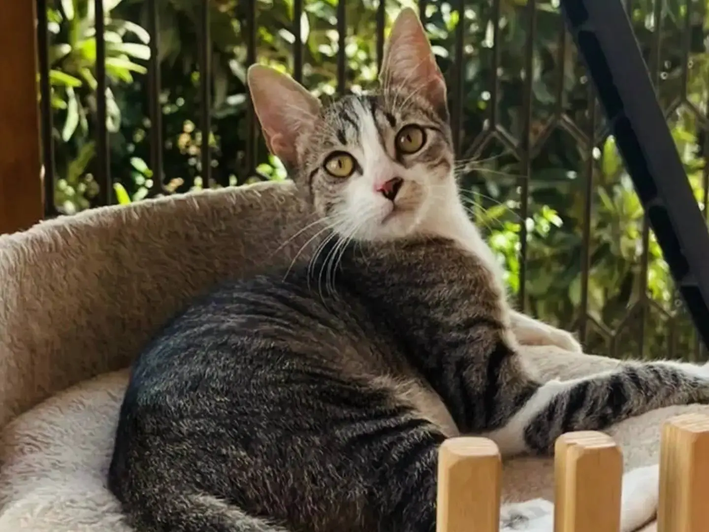 Vuoi adottare un gatto a Chieti?