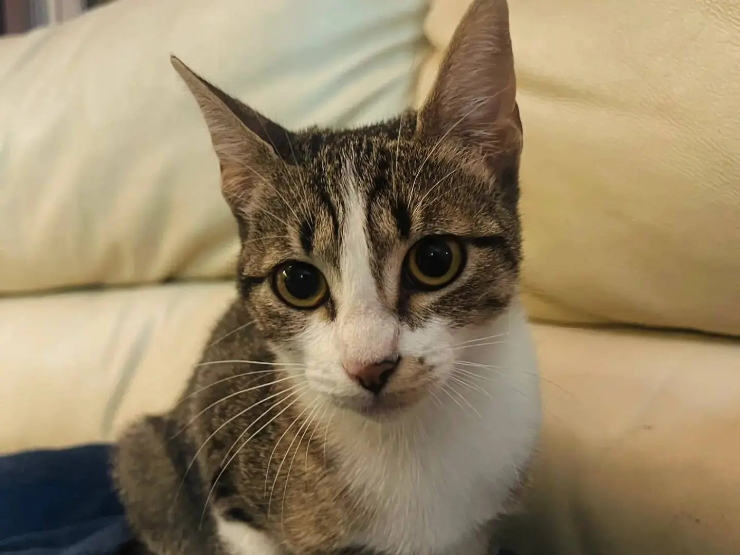 Adotta un gatto, femmina, 5 mesi, Chieti