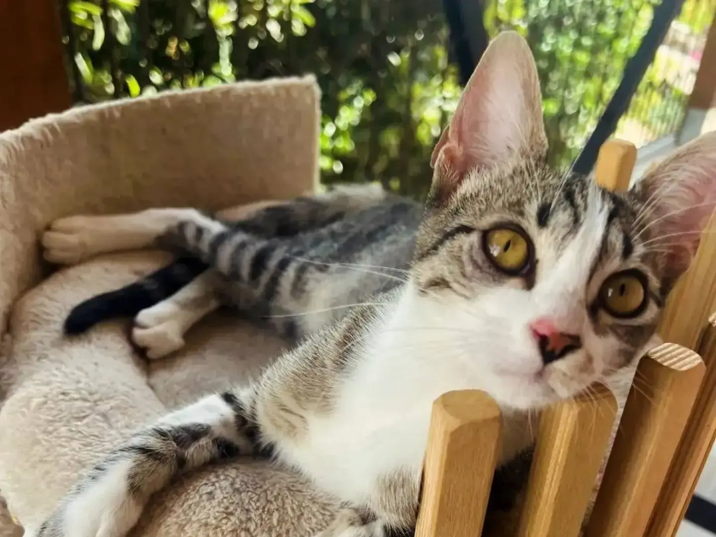 Adotta un gatto, taglia non valida, femmina, Chieti