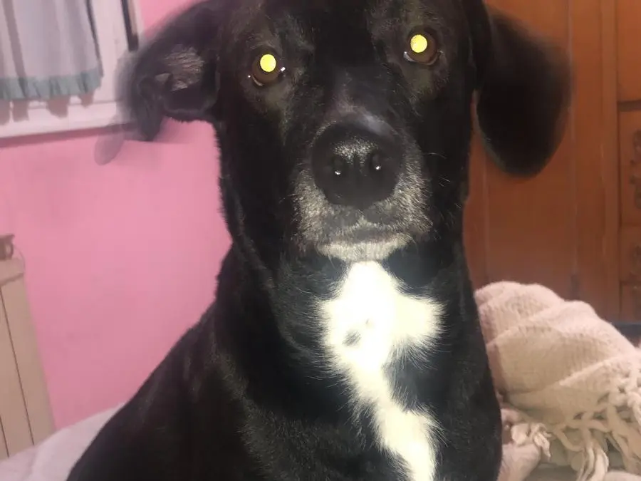 Adozione cane, femmina, Razza sconosciuta Razza sconosciuta, 4 anni e 6 mesi, taglia media contenuta, Roma