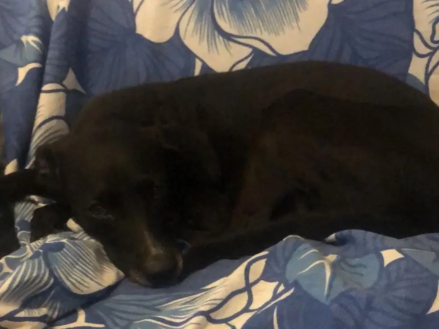 Adotta un cane, femmina, 4 anni e 6 mesi, Roma
