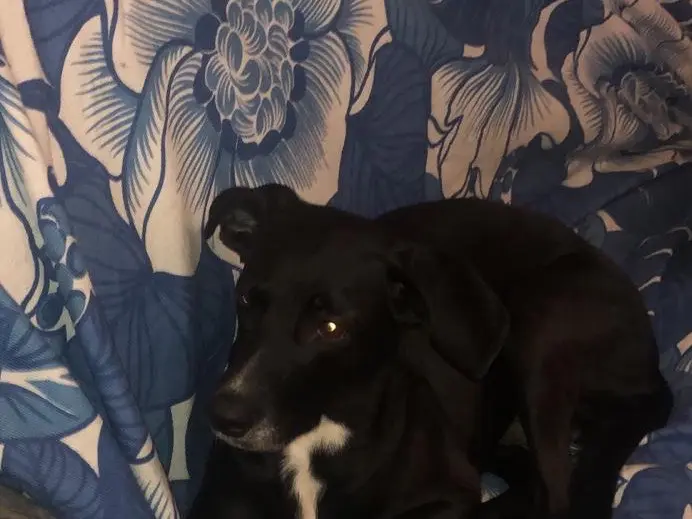 Adotta un cane, taglia media contenuta, femmina, Roma