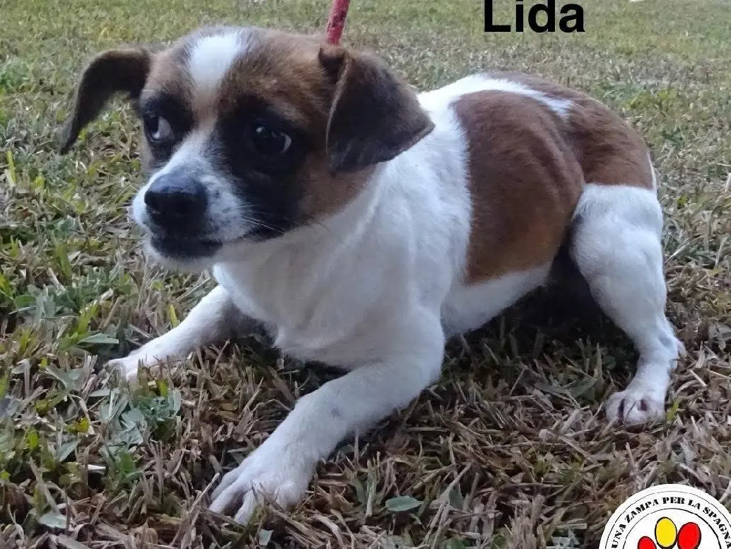 Adozione cane, femmina, Razza sconosciuta Razza sconosciuta, 6 anni e 3 mesi, taglia piccola, Milano