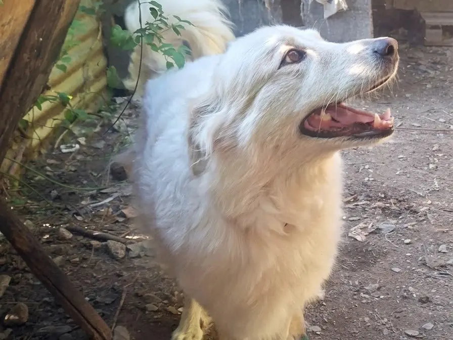 Adotta un cane, taglia grande, femmina, Genova