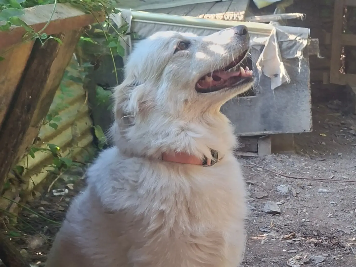 Adotta il cane Bella a Genova
