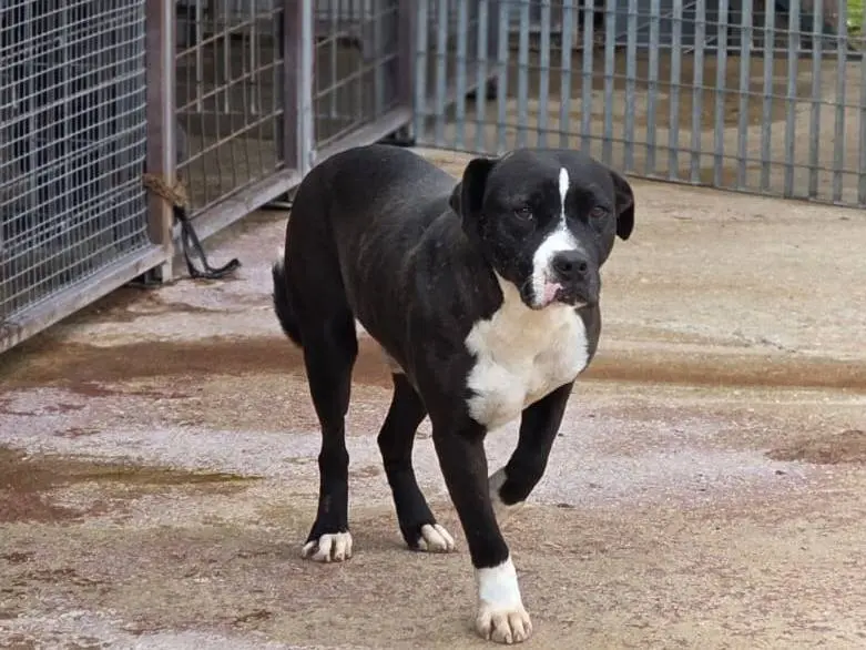 Vuoi adottare un cane a Bari?