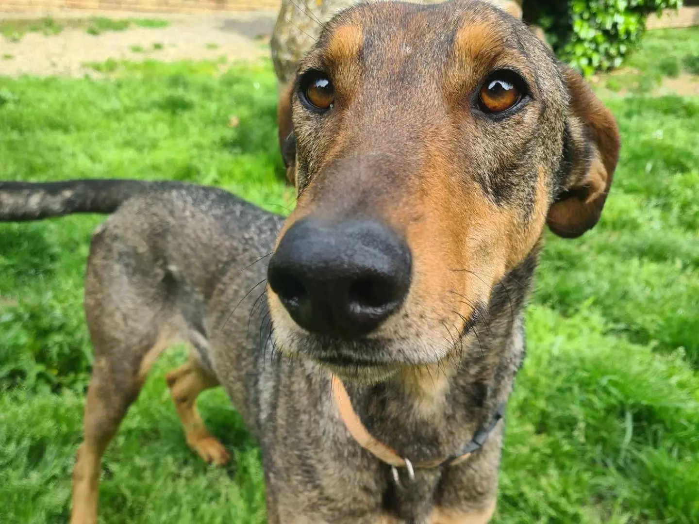 Adotta un cane, taglia grande, maschio, Firenze