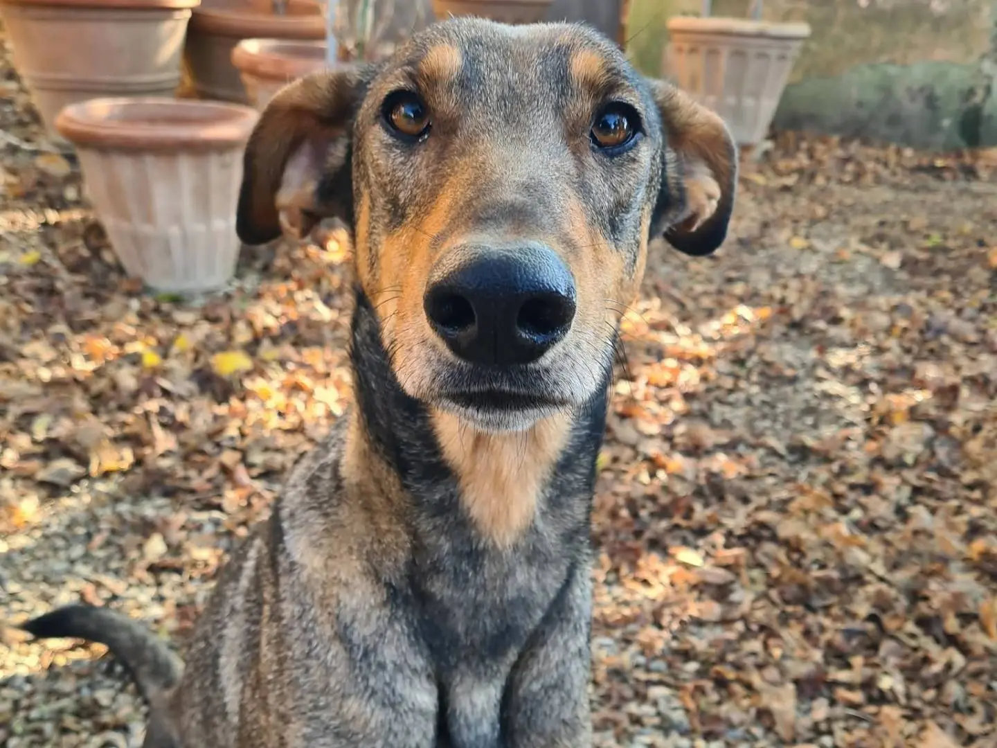 Adotta il cane ARTURO a Firenze