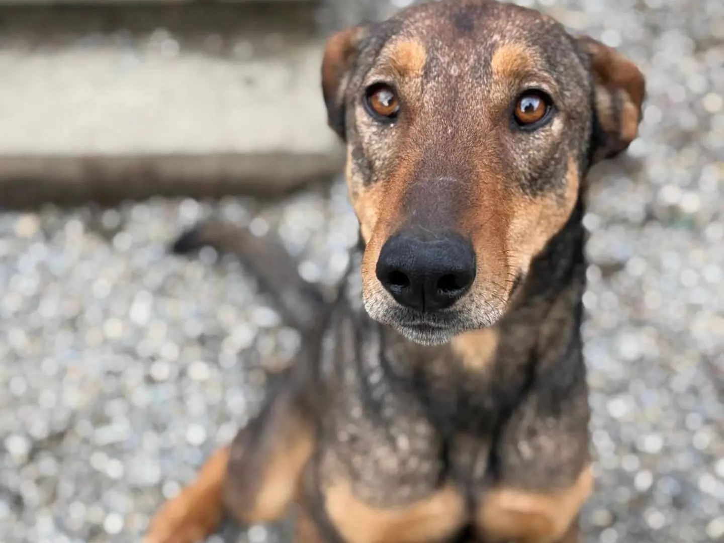 Adozione cane, maschio, Dobermann Cane lupo Cecoslovacco, 3 anni e 11 mesi, taglia grande, Firenze