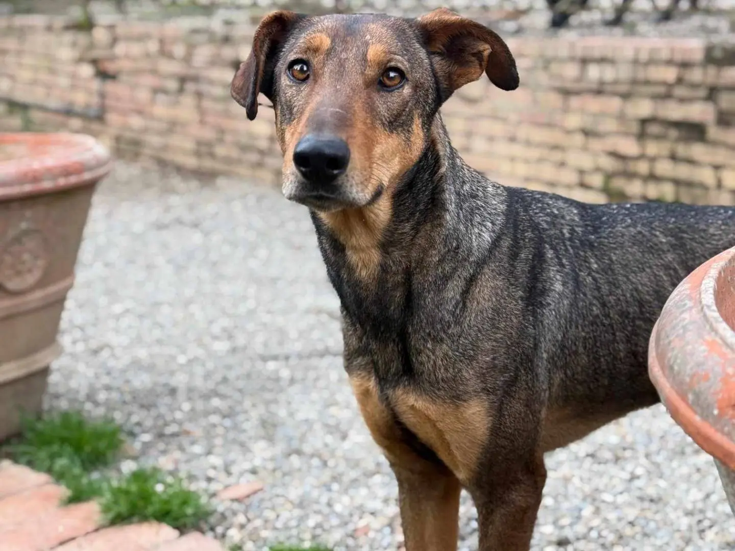 Vuoi adottare un cane a Firenze?