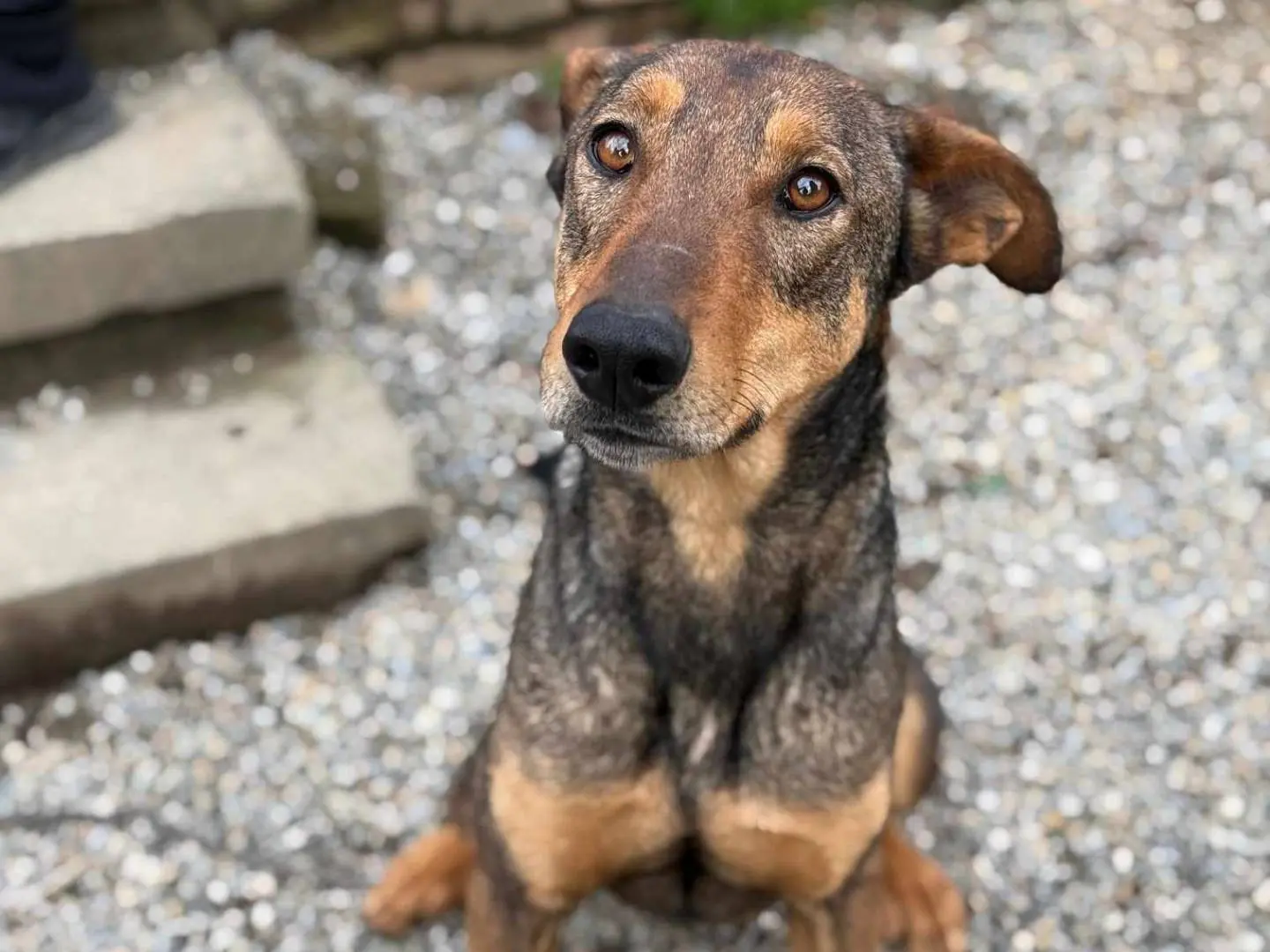 Adotta un cane, maschio, 3 anni e 11 mesi, Firenze