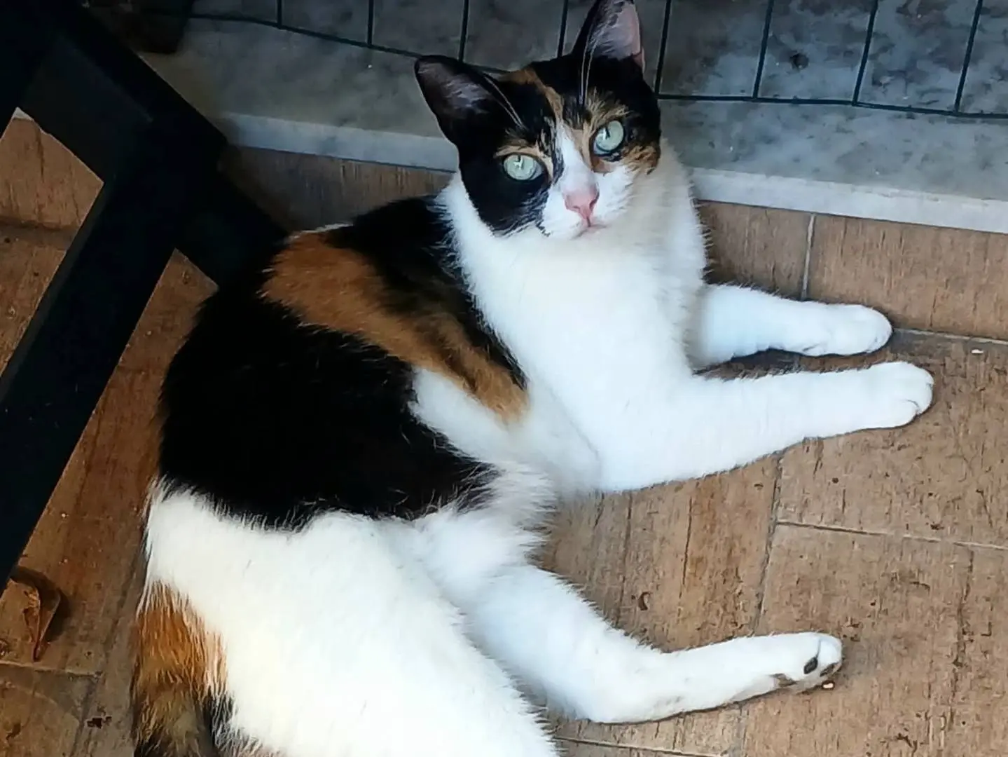 Adozione gatto, femmina, Razza sconosciuta Razza sconosciuta, 4 anni e 5 mesi, taglia non valida, Napoli
