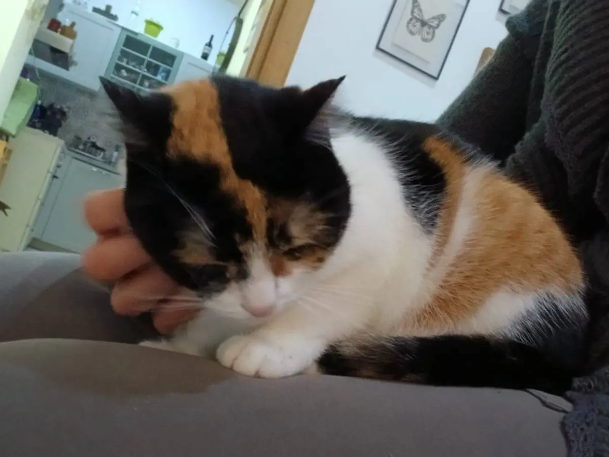 Adotta un gatto, femmina, 4 anni e 5 mesi, Napoli