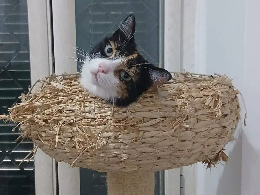 Adotta un gatto, taglia non valida, femmina, Napoli