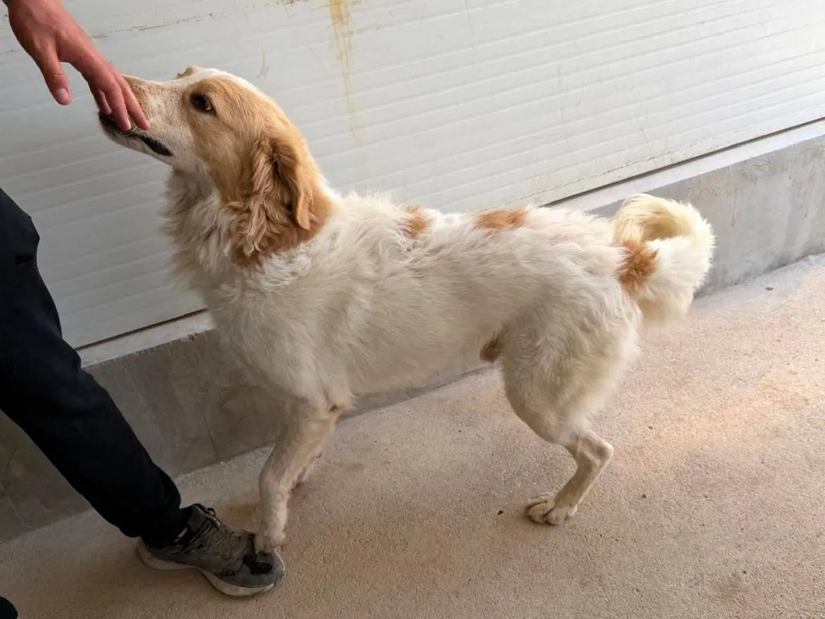 Adotta un cane, maschio, 2 anni e 11 mesi, Sassari