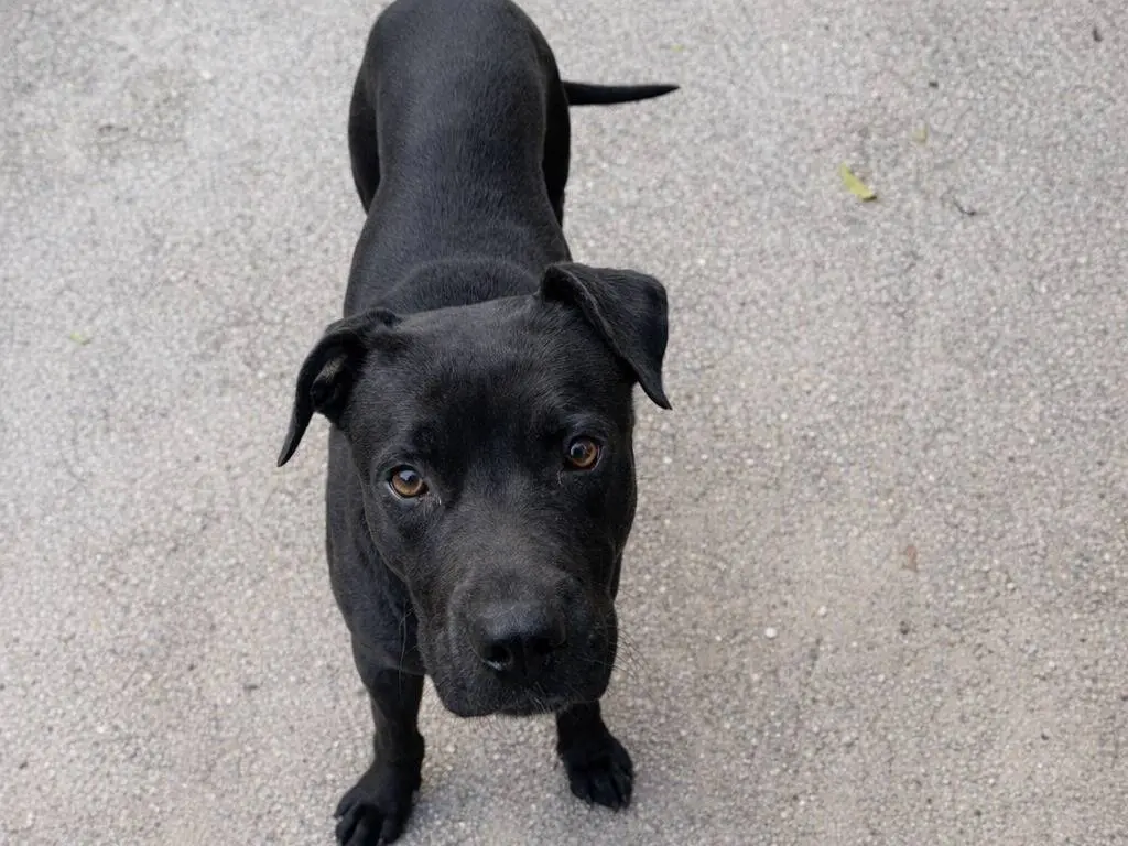 Adotta un cane, maschio, 1 anno e 2 mesi, Enna