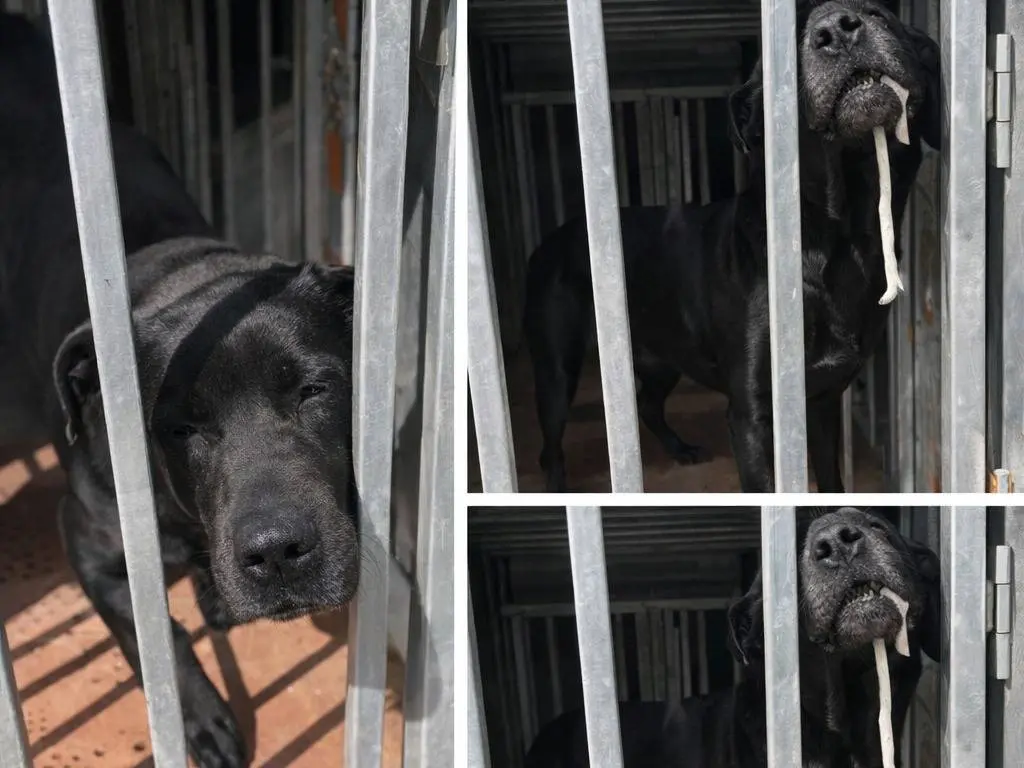 Adotta un cane, taglia media, maschio, Enna