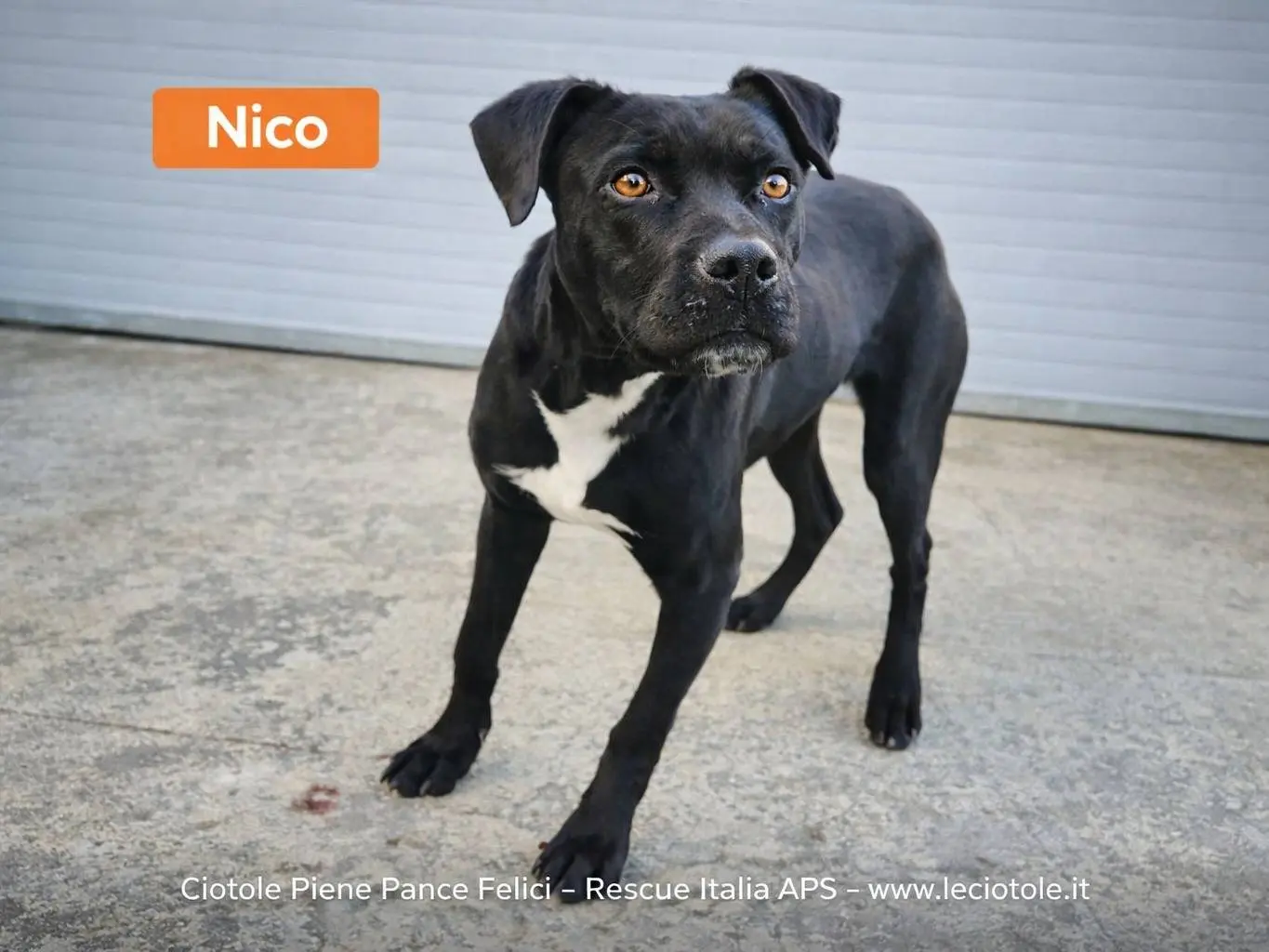 Adozione cane, maschio, Razza sconosciuta Razza sconosciuta, 1 anno e 2 mesi, taglia media, Enna