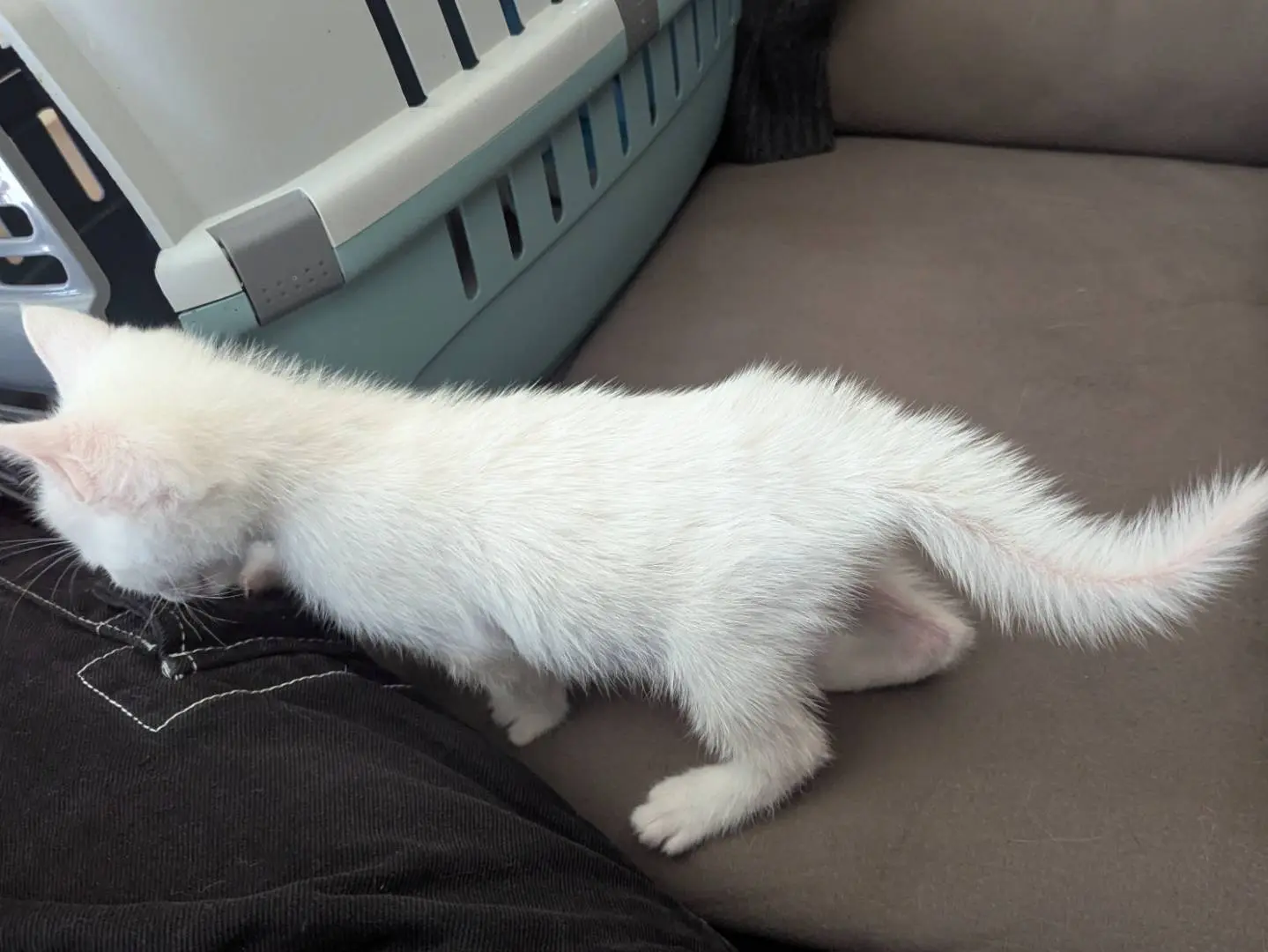 Adotta il gatto Bernie e Bianca a Teramo