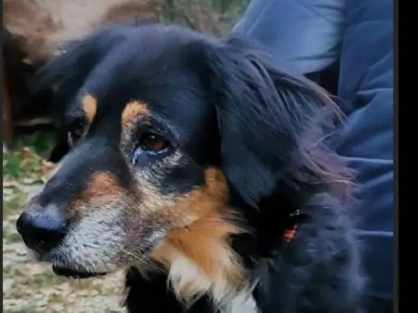 Adotta un cane, femmina, 11 anni e 7 mesi, Verona