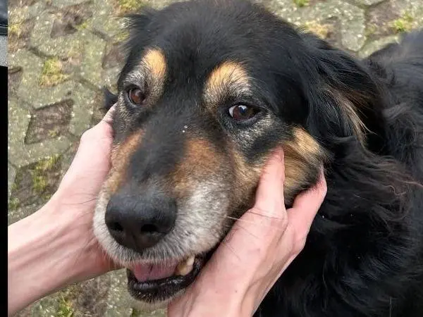 Adozione cane, femmina, Razza sconosciuta Razza sconosciuta, 11 anni e 7 mesi, taglia piccola, Verona