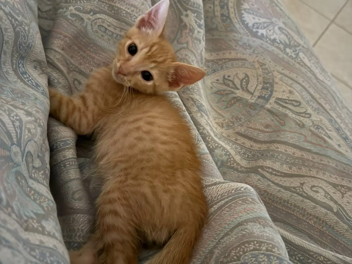 Adotta un gatto, taglia non valida, maschio, Bari