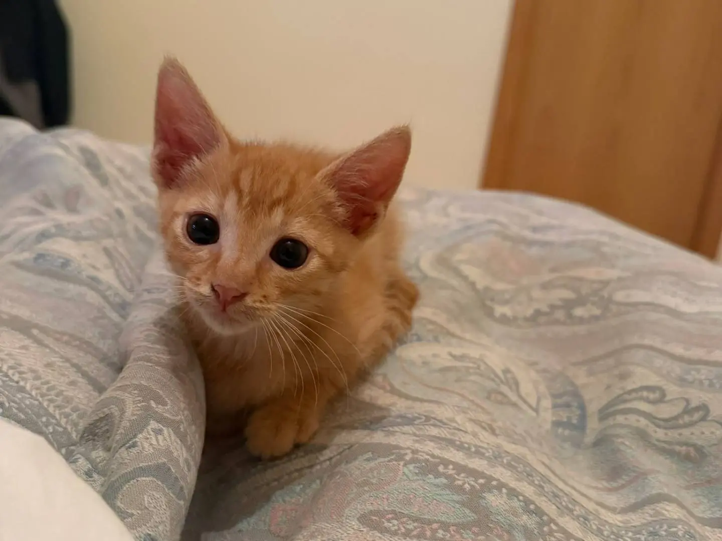 Adozione gatto, maschio, Razza sconosciuta Razza sconosciuta, 3 mesi, taglia non valida, Bari
